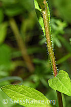 F217312: Einjähriges Berufkraut (Erigeron annuus)