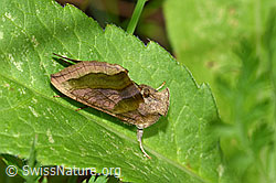 Messingeule (Diachrysia chrysitis) (F217318) Messingeule (Diachrysia chrysitis) (F217318)