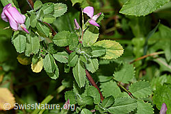Kriechende Hauhechel (Ononis repens) (26.06.2022, F217323)
