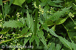 Foto: Gebräuchlicher Baldrian (Valeriana officinalis)