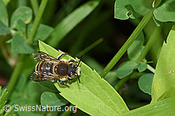 Foto: Grosse Harzbiene (Anthidium byssinum)