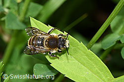 Foto: Grosse Harzbiene (Anthidium byssinum)