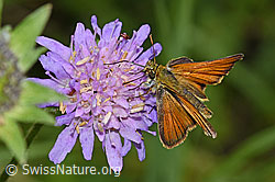 Foto: Braunkolbiger Braundickkopffalter (Thymelicus sylvestris) auf Wald-Witwenblume (Knautia dipsacifolia)