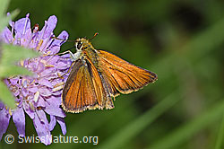 Foto: Braunkolbiger Braundickkopffalter (Thymelicus sylvestris) auf Wald-Witwenblume (Knautia dipsacifolia)