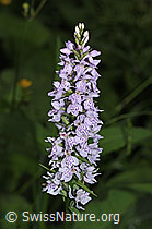 Dactylorhiza fuchsii (F217393)