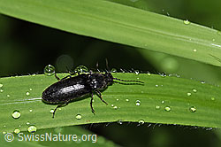 Foto: Schwarzer Rauhaarschnellkäfer (Hemicrepidius niger)