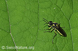 Foto: Grünschwarze Blattwespe (Tenthredo mesomela)