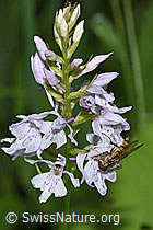 Hainschwebfliege (Episyrphus balteatus) auf Fuchs Hainschwebfliege (Episyrphus balteatus) auf Fuchs