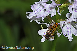 Hainschwebfliege (Episyrphus balteatus)