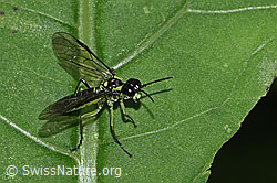 Foto: Grünschwarze Blattwespe (Tenthredo mesomela)