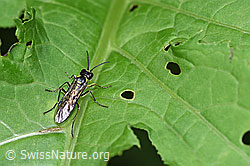 Foto: Grünschwarze Blattwespe (Tenthredo mesomela)