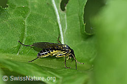 Foto: Grünschwarze Blattwespe (Tenthredo mesomela)