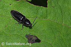 Foto: Schwarzer Rauhaarschnellkäfer (Hemicrepidius niger)