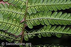 Echter Wurmfarn (Dryopteris filix-mas) (F217520) Echter Wurmfarn (Dryopteris filix-mas) (F217520)