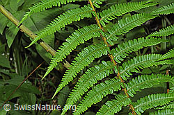 Echter Wurmfarn (Dryopteris filix-mas) (26.06.2022, F217522)