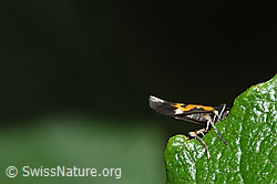Foto: Mompha locupletella (Fransenmotte)