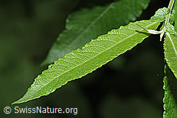 Grau-Weide (Salix cinerea) (F217531)