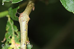 Grau-Weide (Salix cinerea) (F217536)