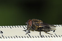 Foto: Graugelbe Polsterfliege (Pollenia rudis)