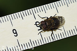 Foto: Graugelbe Polsterfliege (Pollenia rudis)