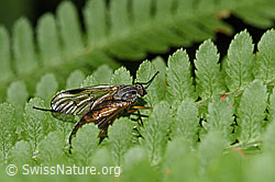 Foto: Gemeine Schnepfenfliege (Rhagio scolopaceus)