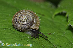 Seidenhaarschnecke (Trochulus sericeus) (26.06.2022, F217598)