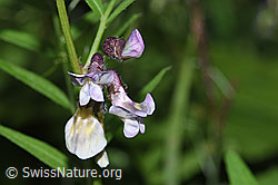 Gewöhnliche Vogelwicke (Vicia cracca) (F217609) Gewöhnliche Vogelwicke (Vicia cracca) (F217609)