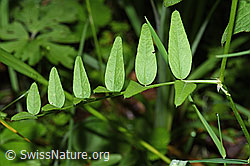 Gewöhnliche Vogelwicke (Vicia cracca) (F217611) Gewöhnliche Vogelwicke (Vicia cracca) (F217611)