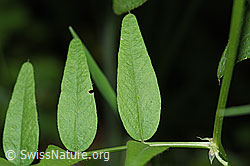 Gewöhnliche Vogelwicke (Vicia cracca) (F217614) Gewöhnliche Vogelwicke (Vicia cracca) (F217614)
