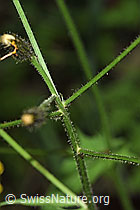 Sumpf-Pippau (Crepis paludosa) (F217660) Sumpf-Pippau (Crepis paludosa) (F217660)