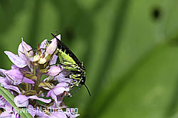 Grünschwarze Blattwespe (Tenthredo mesomela)