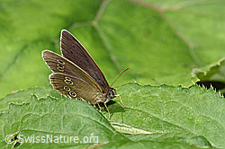 Brauner Waldvogel (Aphantopus hyperantus) (F217690)