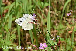 Foto: Rapsweissling (Pieris napi) an Ruprechtskraut (Geranium robertianum)