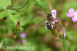Foto: Honigbiene (Apis mellifera) an Ruprechtskraut (Geranium robertianum)