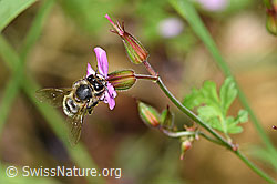 Foto: Honigbiene (Apis mellifera) an Ruprechtskraut (Geranium robertianum)