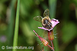 Foto: Honigbiene (Apis mellifera) an Ruprechtskraut (Geranium robertianum)