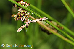 Photo: Stenoptilia annadactyla