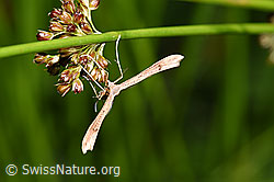 Photo: Stenoptilia annadactyla