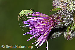 Grüne Distelwanze (Calocoris affinis) auf Sumpf-Kratzdistel (Cirsium palustre) (03.07.2022, F218832)