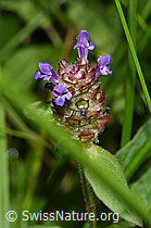 Gemeine Brunelle (Prunella vulgaris) (03.07.2022, F218838)