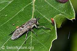 Foto: Regenbremse (Haematopota pluvialis)