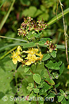 Geflecktes Johanniskraut (Hypericum maculatum) (03.07.2022, F218862)