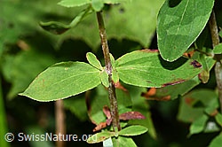 Geflecktes Johanniskraut (Hypericum maculatum) (F218866) Geflecktes Johanniskraut (Hypericum maculatum) (F218866)