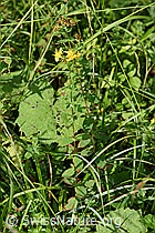 Geflecktes Johanniskraut (Hypericum maculatum) (03.07.2022, F218867)