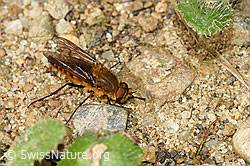 Gewöhnliche Stilettfliege (Thereva nobilitata) (03.07.2022, F218869)