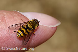 Behaarte Schwebfliege (Syrphus torvus) (03.07.2022, F218872)