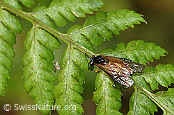 Foto: Athalia circularis (Echte Blattwespe)