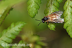 Foto: Athalia circularis (Echte Blattwespe)