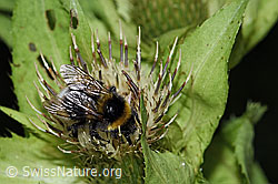 Hellgelbe Erdhummel (Bombus lucorum) auf Kohldistel (Cirsium oleraceum) (03.07.2022, F218969)