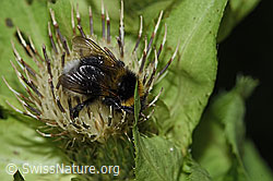 Foto: Hellgelbe Erdhummel (Bombus lucorum) auf Kohldistel (Cirsium oleraceum)